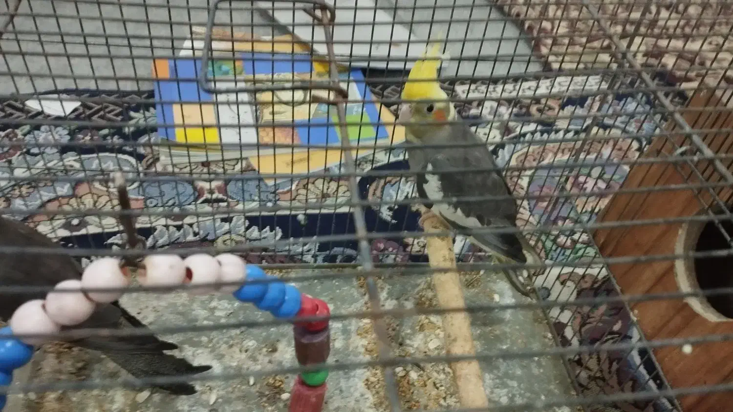 سه عدد عروس هلندی|پرنده|مشگین شهر, |دیوار