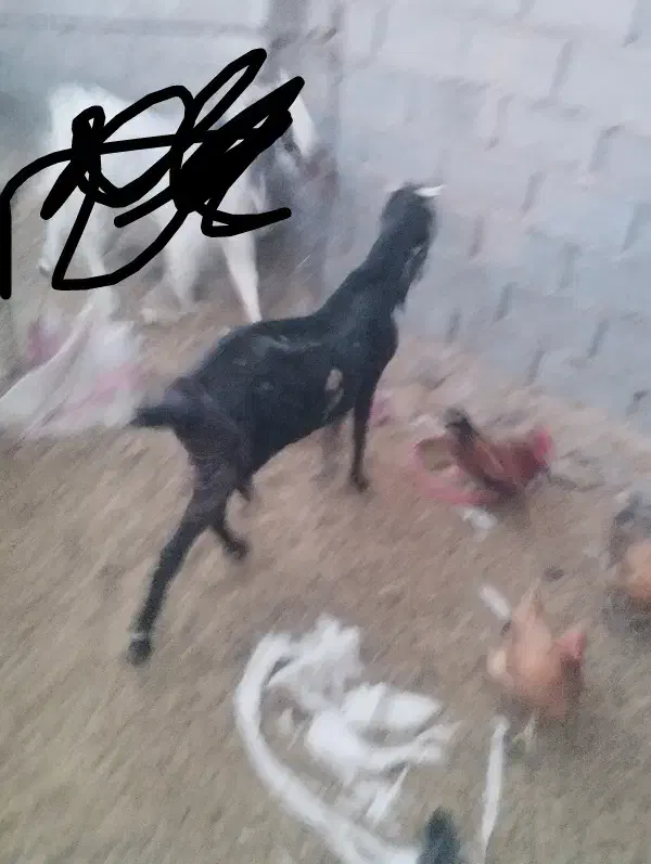 بز پاکستانی اصل نژاد سه قلو زا|حیوانات مزرعه|مود, |دیوار