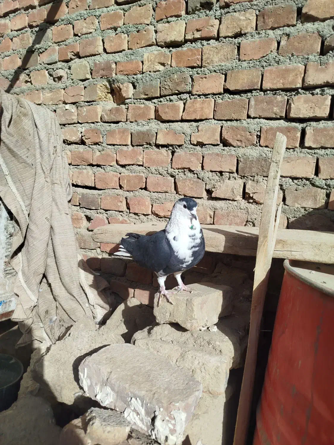 کبوتر|پرنده|زاهدان, |دیوار