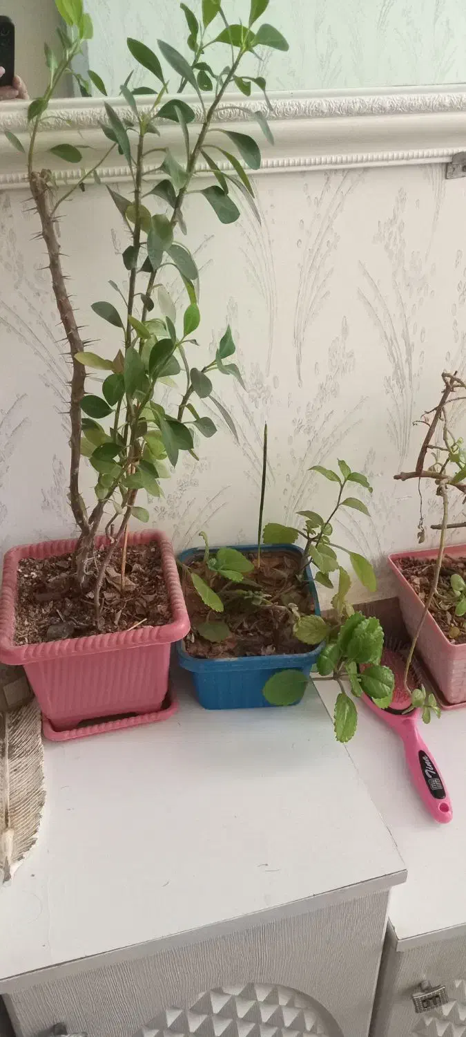 دیفن باخیا|گل و گیاه طبیعی|نورآباد, |دیوار