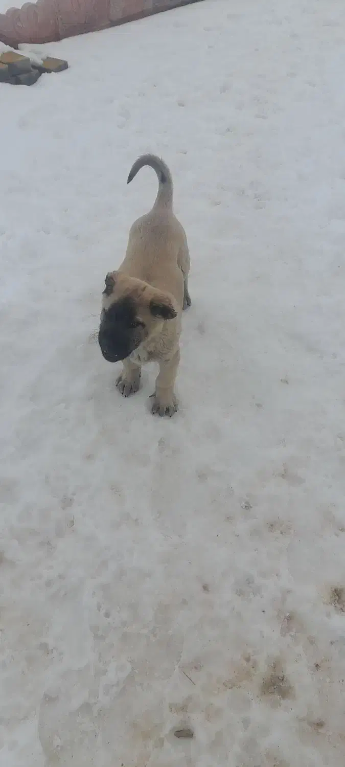 توله سگ کانگال|سگ|تبریز, |دیوار