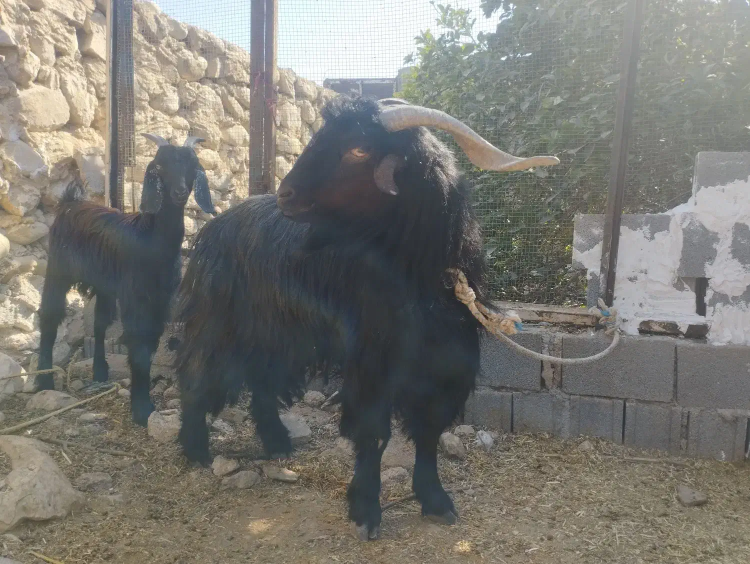 پازن ترکی|حیوانات مزرعه|بندر دیر, |دیوار