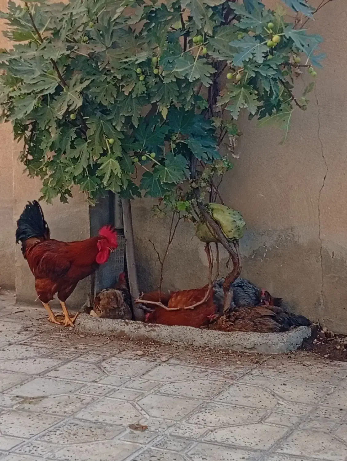 4عدد مرغ تخمگذار وسرحال 1 عددخروس|حیوانات مزرعه|ایوان, |دیوار