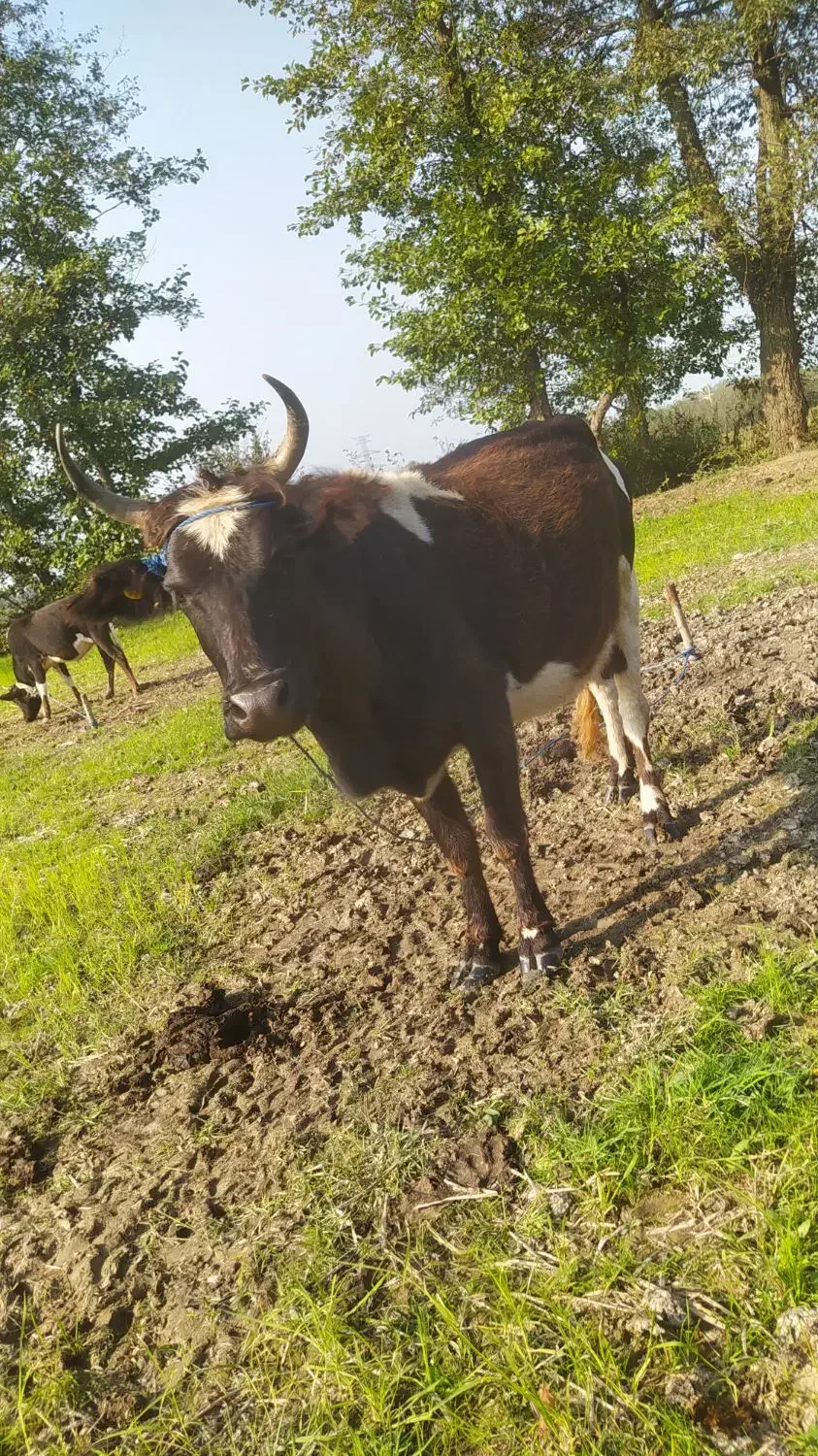 گاو‌ جوان عروسک|حیوانات مزرعه|کلاچای, |دیوار