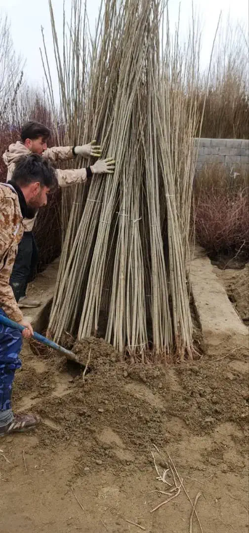 صنوبر پُررشد مناسب کاشت عمده و تکدرخت|خدمات باغبانی و درختکاری|ماکو, |دیوار