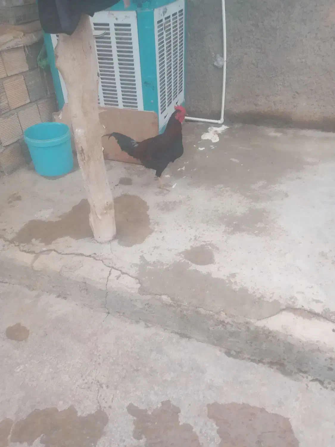 خروس|حیوانات مزرعه|کوهدشت, |دیوار