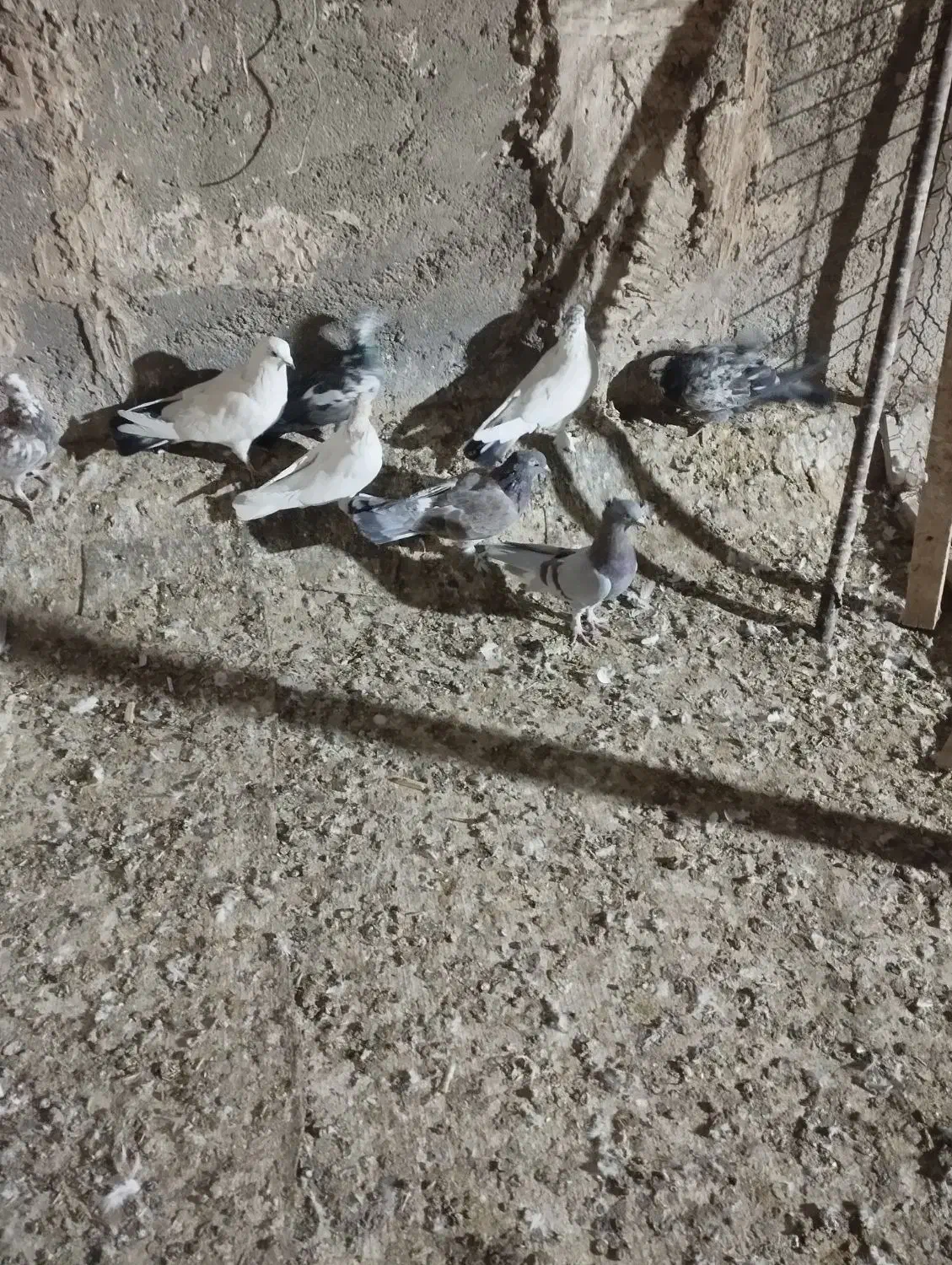 کبوتر|پرنده|قم, ولیعصر|دیوار