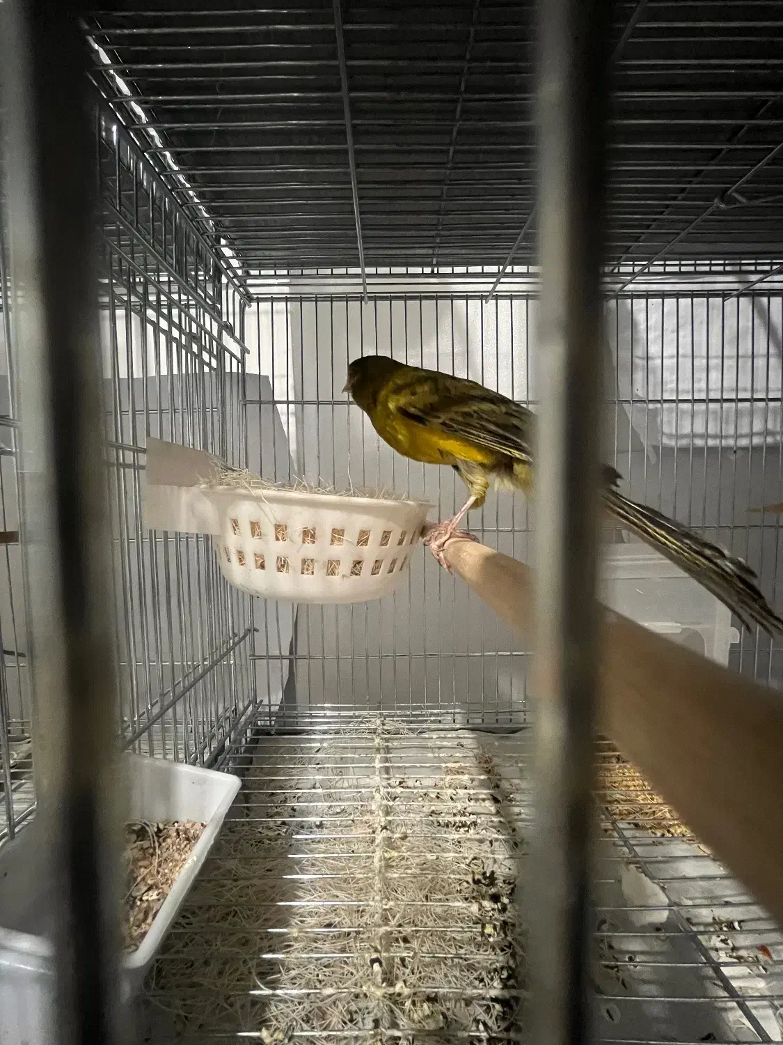 قناری رسمی|پرنده|سیرجان, |دیوار