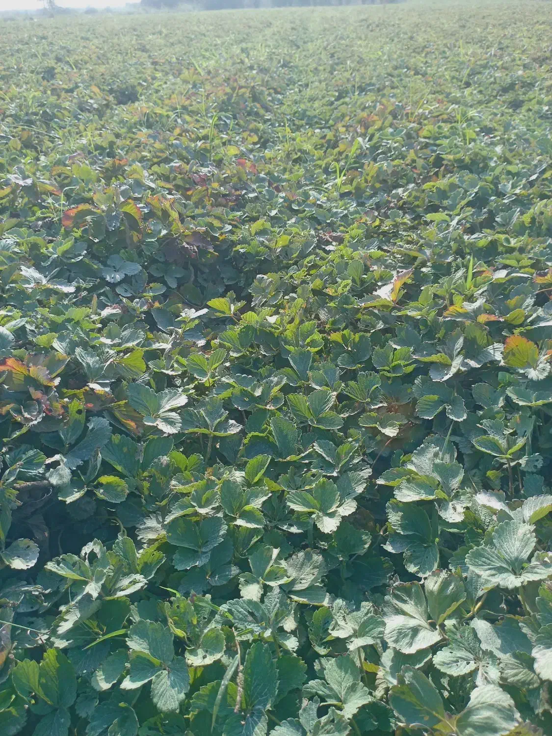 نهال توت فرنگی سابرینا|خدمات باغبانی و درختکاری|آزادشهر, |دیوار