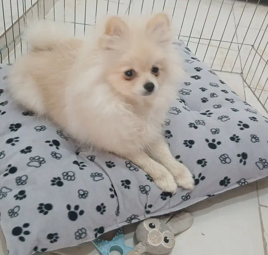 سگ پامرانین|سگ|پردیس, فاز ۱۱|دیوار