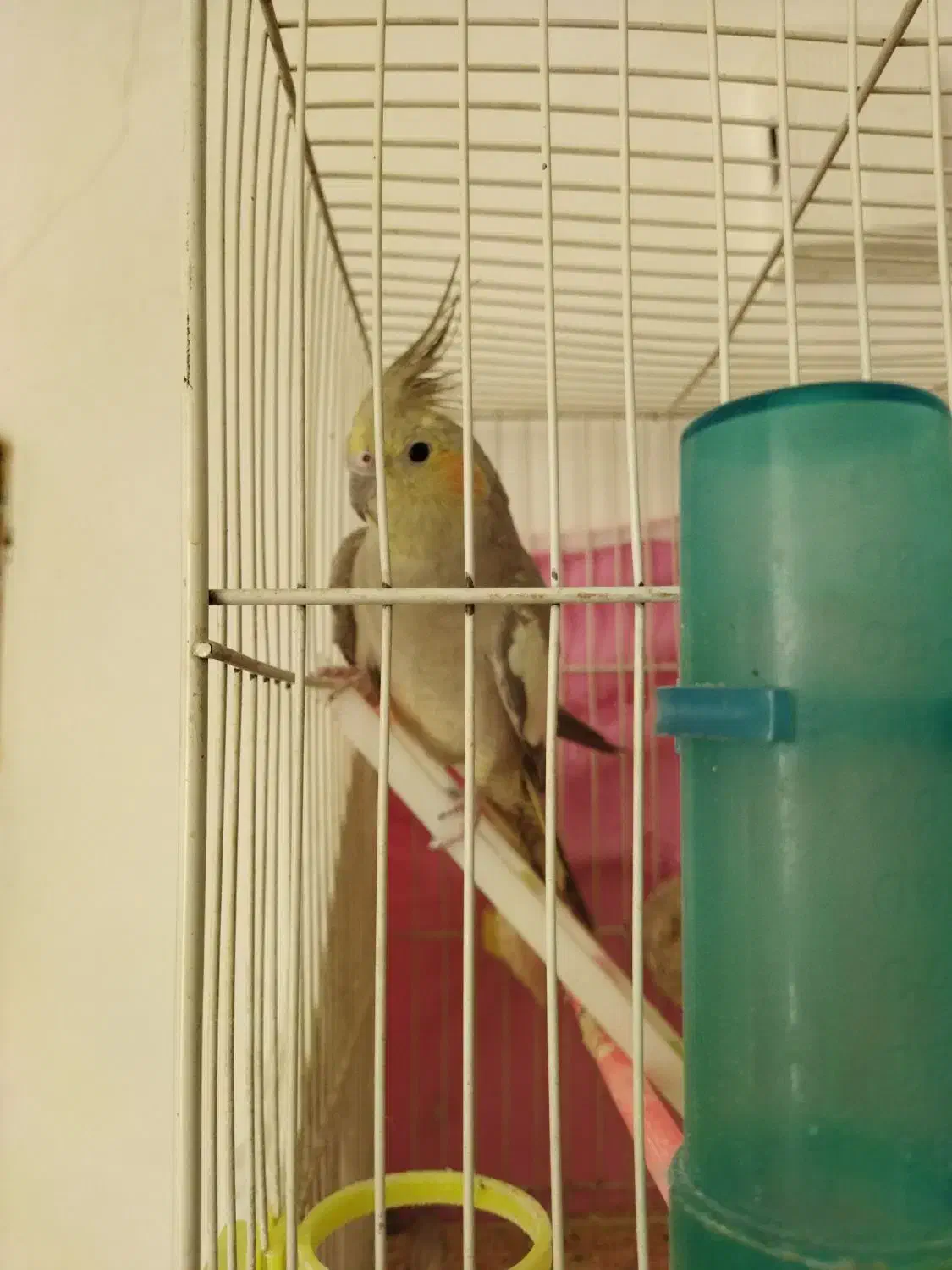 عروس هلندی نر و ماده (نر سخنگو)|پرنده|مشهد, ویلاشهر|دیوار