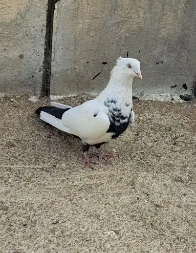 دم سیاه نر جوون|پرنده|شیراز, میانرود|دیوار