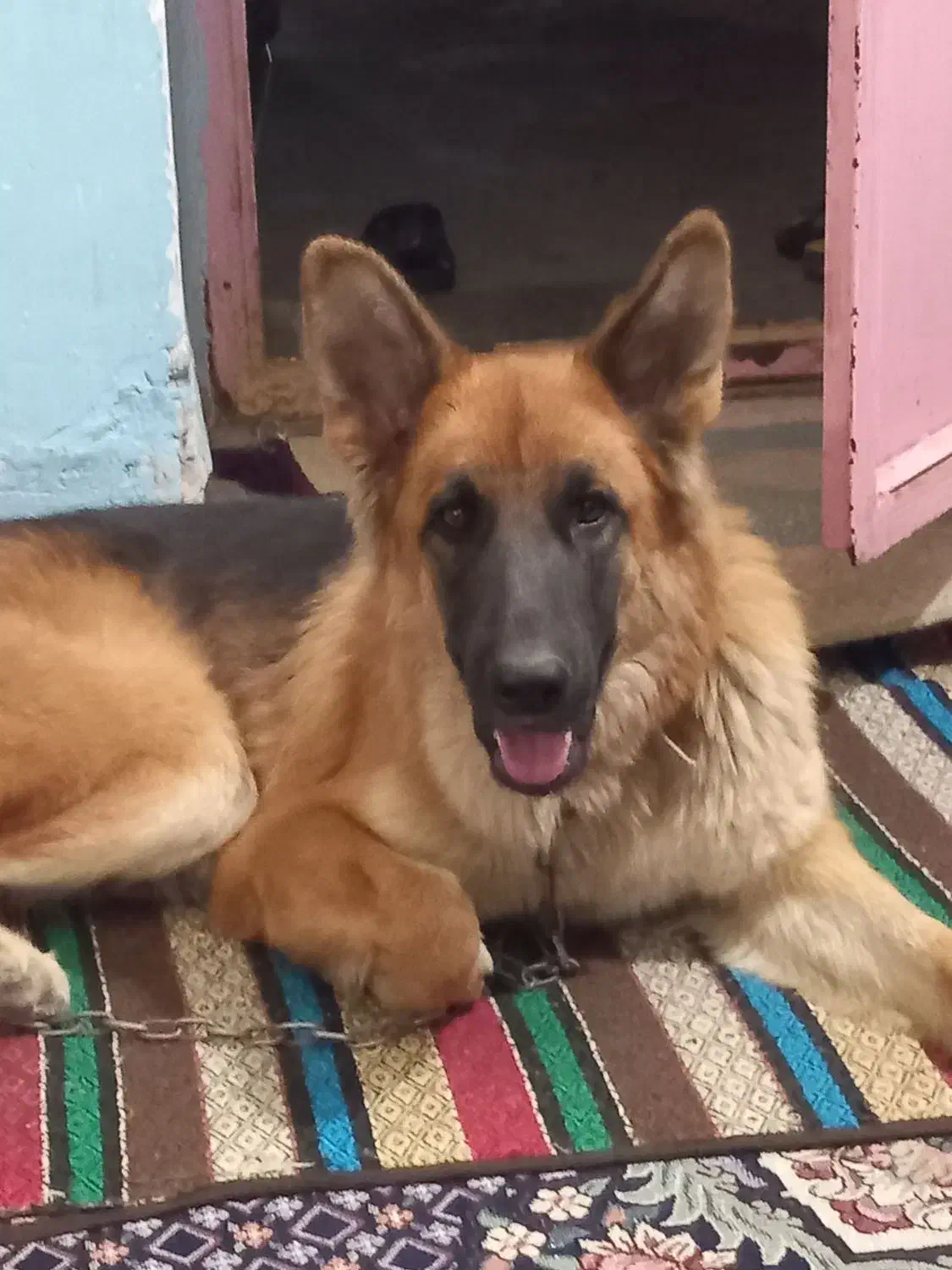 سگ ژرمن|سگ|جیرفت, |دیوار