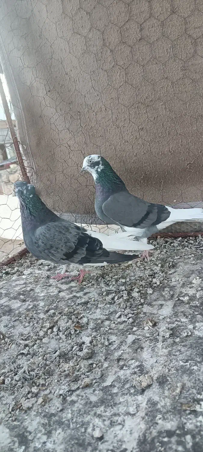 کبوتر تخت دم سفید|پرنده|ایلام, |دیوار