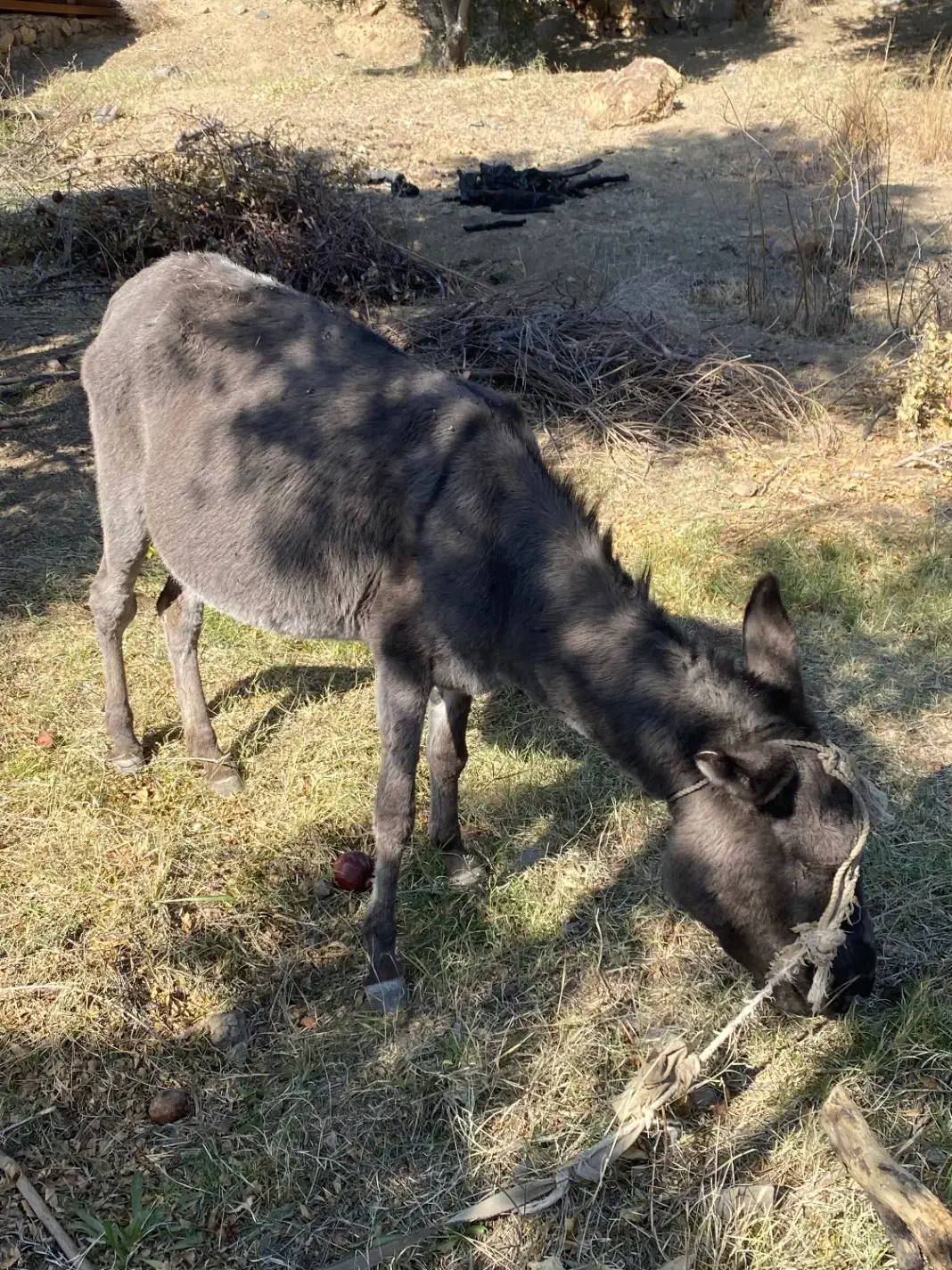 الاغ ماده|حیوانات مزرعه|رفسنجان, |دیوار