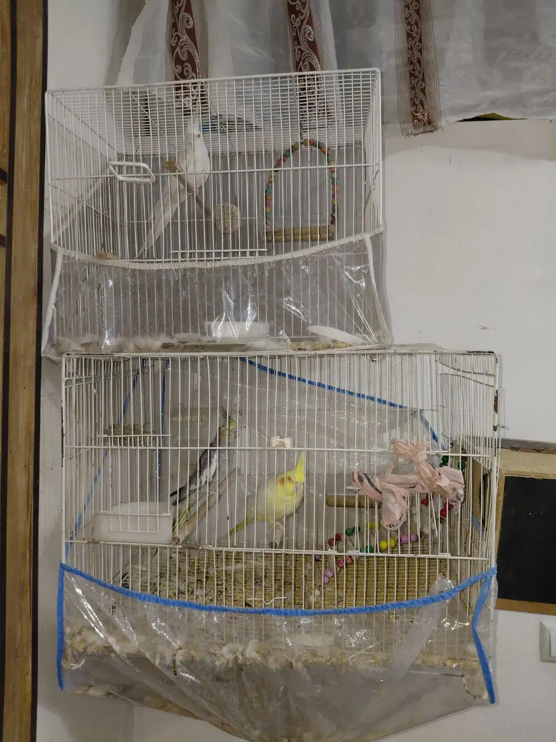 عروس هلندی بالغ|پرنده|مشهد, گلبرگ شمالی|دیوار