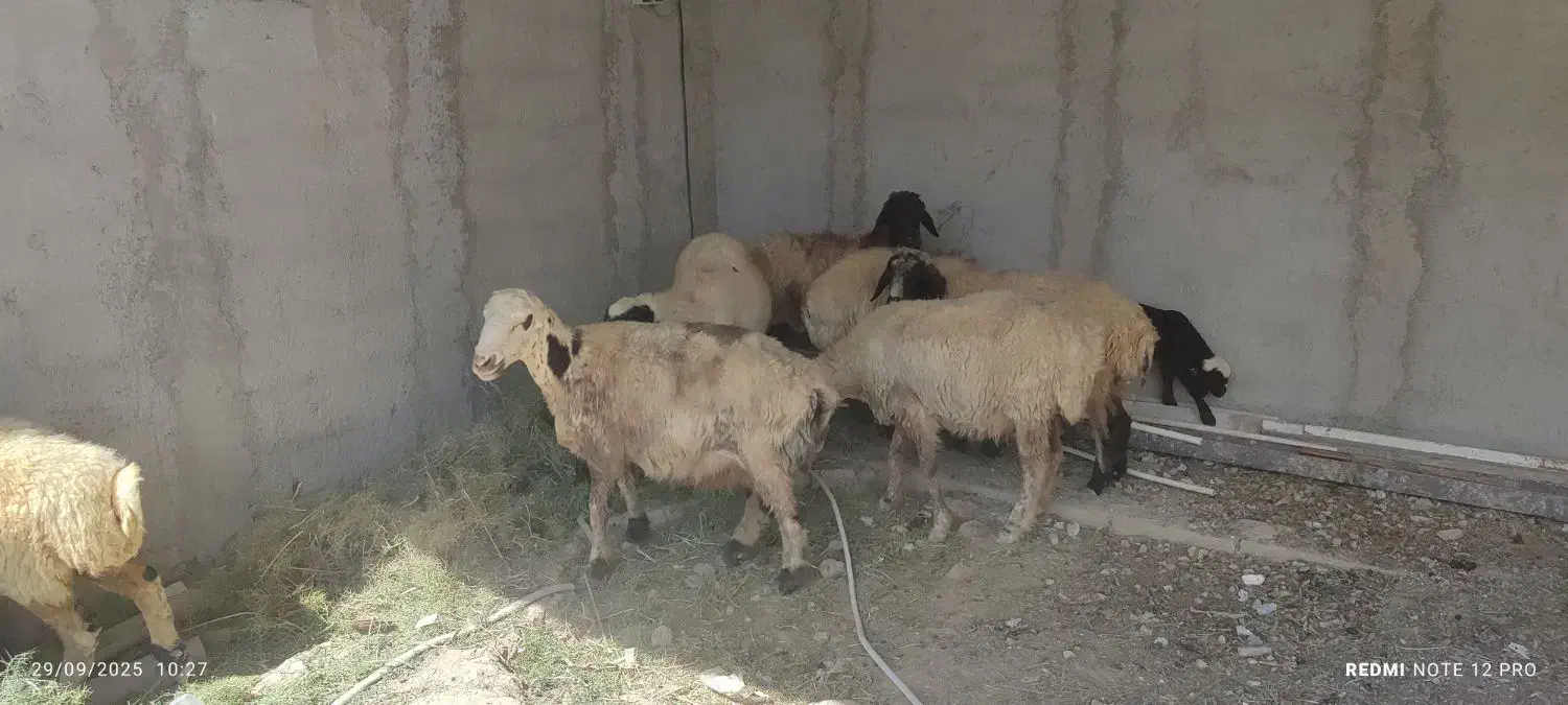 میش آبستن جوان|حیوانات مزرعه|شیراز, بید زرد|دیوار