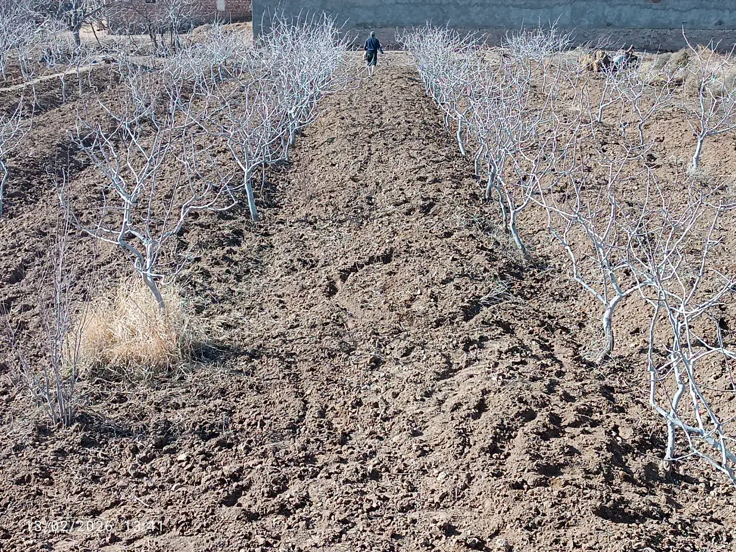 تیلر زنی|خدمات باغبانی و درختکاری|بجنورد, |دیوار