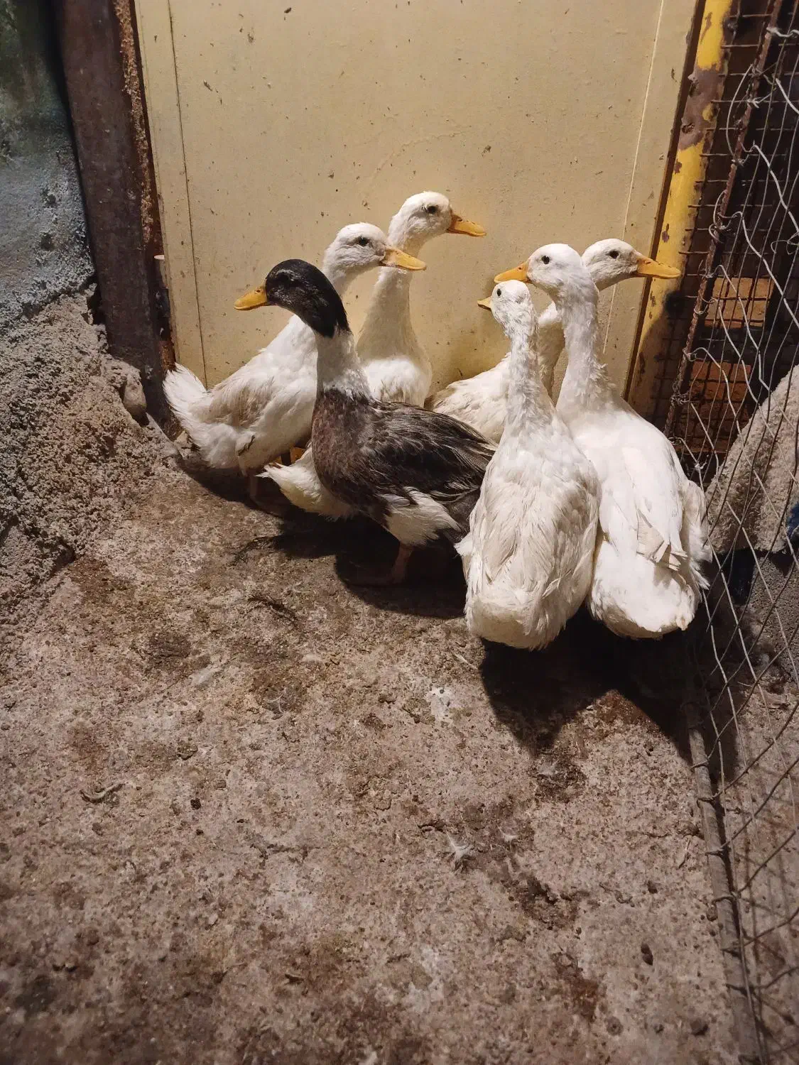 پرنده ادک|پرنده|بهبهان, |دیوار