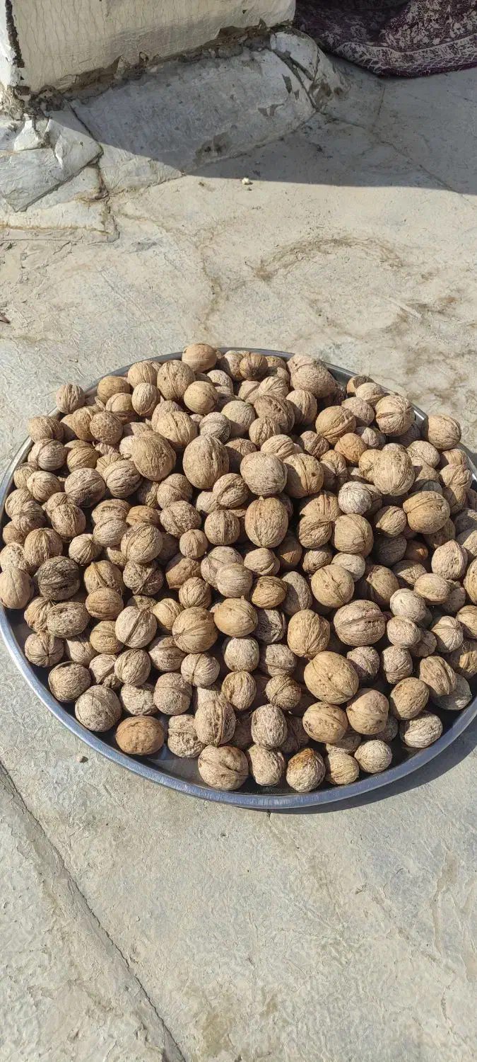 گردو تازه سامان بدون خرابی وپوک|خوردنی و آشامیدنی|نجف‌آباد, شهدای غربی|دیوار