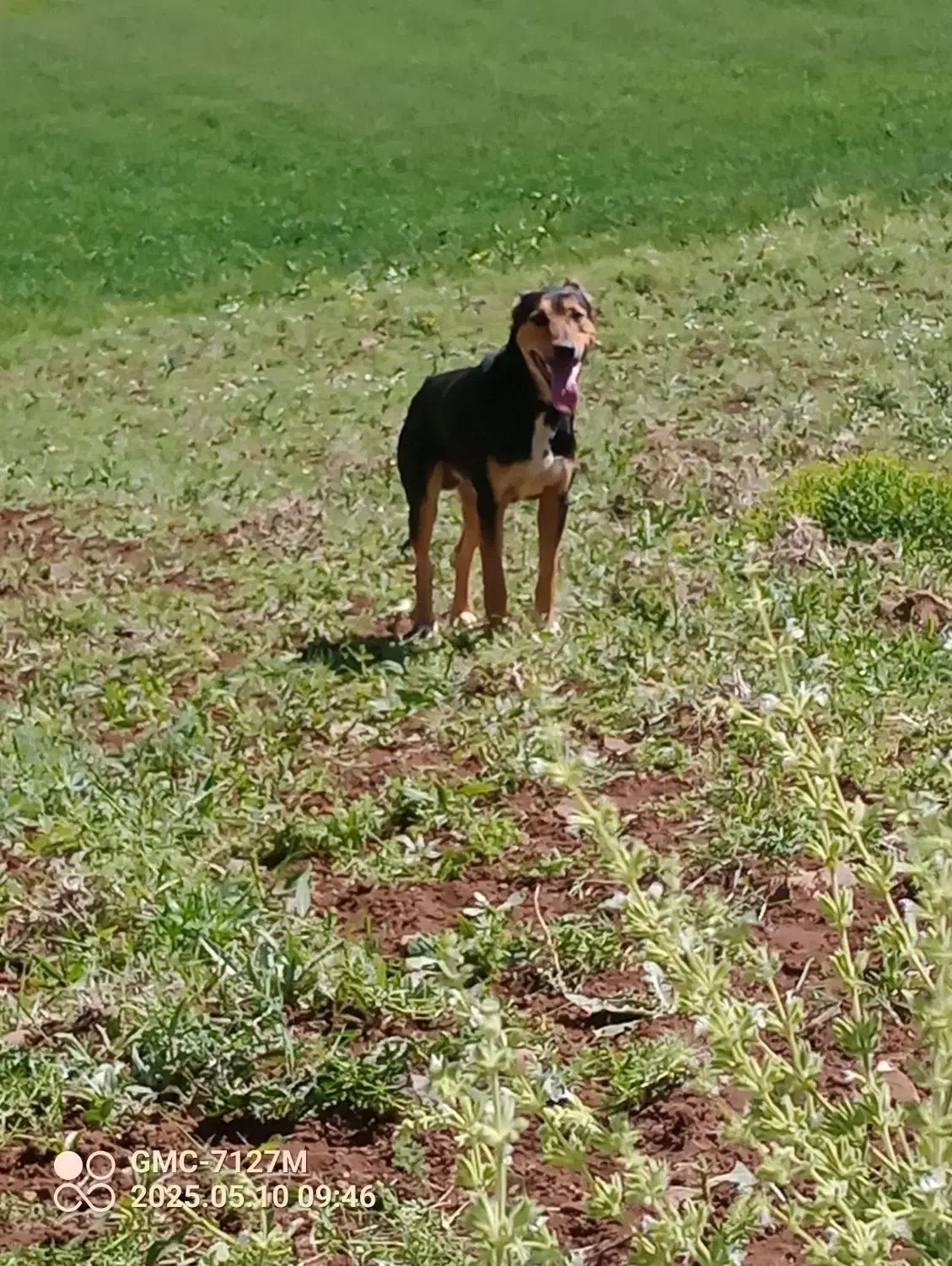 سگ دوبرمن|سگ|دینور, |دیوار