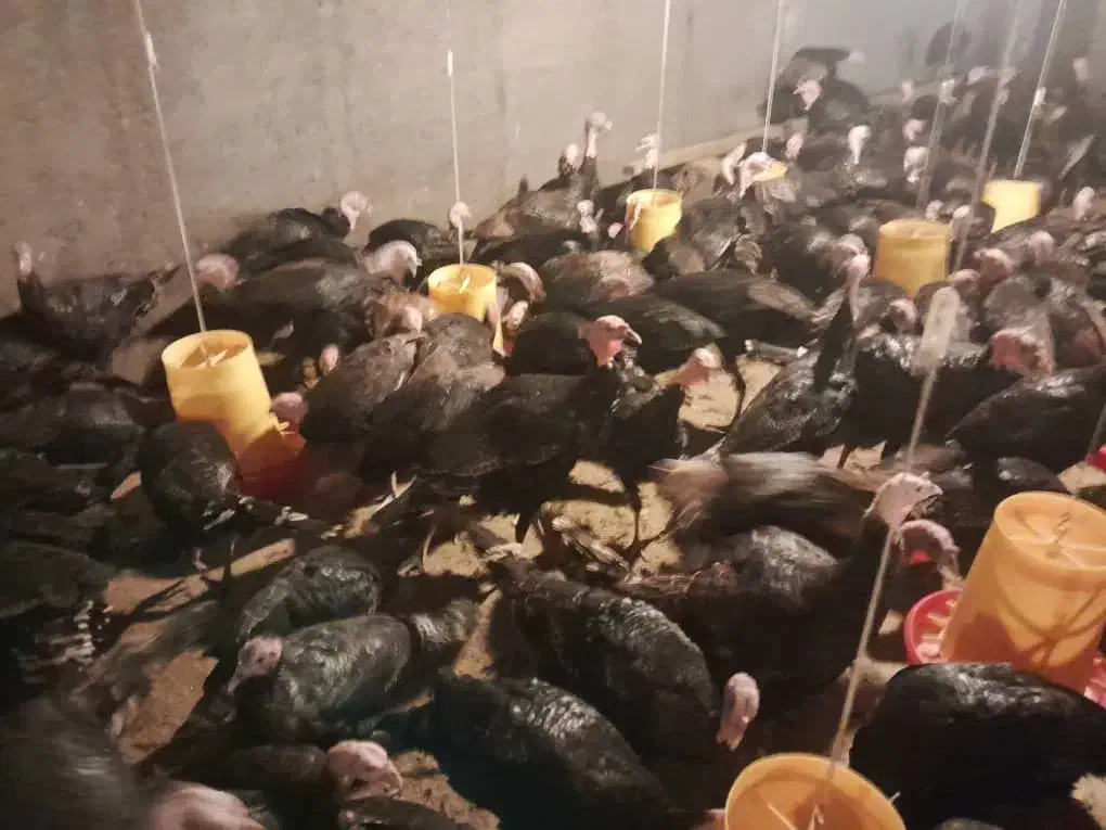 فروش بوقلمون نر شیش ماهه|حیوانات مزرعه|اهر, |دیوار