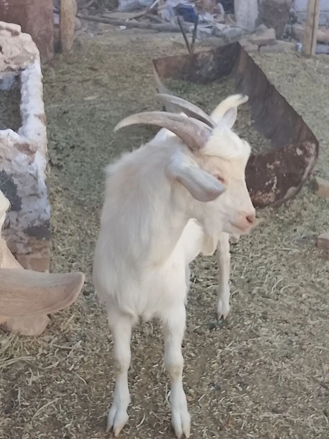 بزغاله نر ۶ماهه سانن|حیوانات مزرعه|باخزر, |دیوار