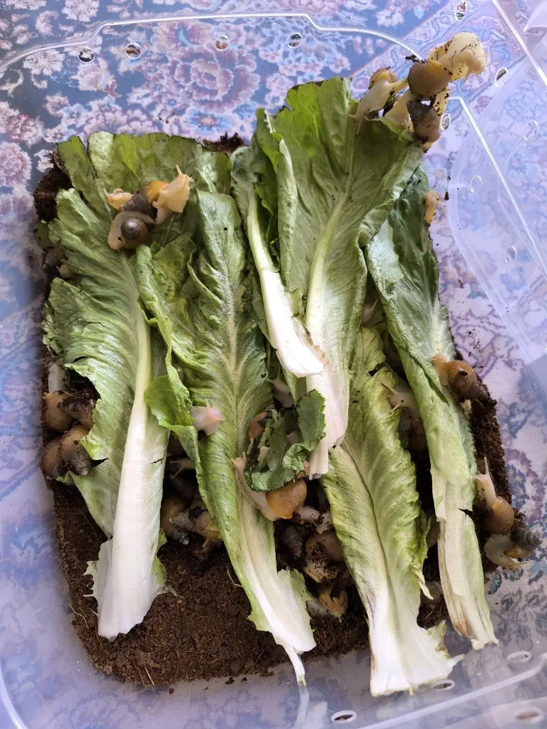 پک ۱۷۵ عددی حلزون آلبینو سه‌ماهه سفید کرمی|خزنده|اصفهان, نقش جهان|دیوار