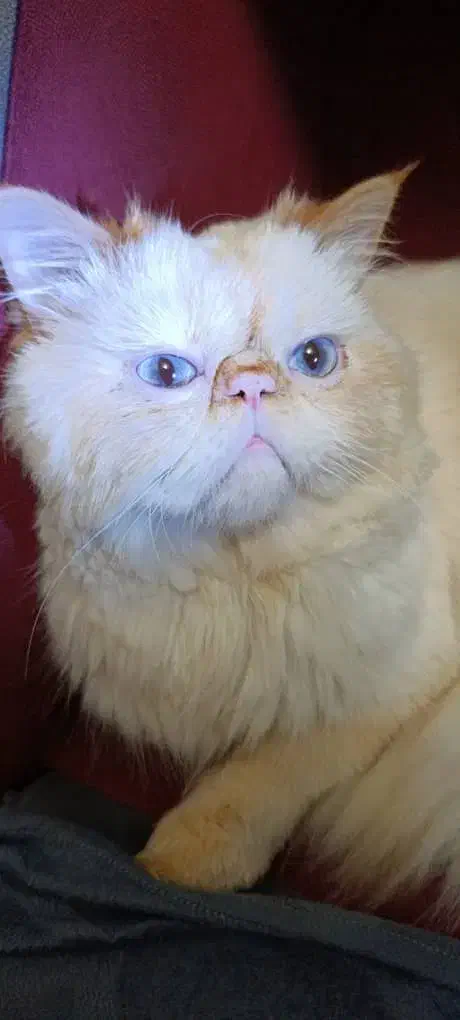 گربه پرشین نر برای جفت گیری|گربه|رشت, توشیبا|دیوار