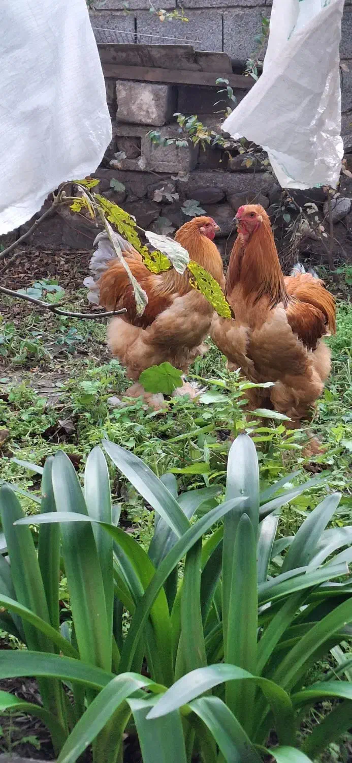 خروس امپراطور جوان|حیوانات مزرعه|رودبار, |دیوار