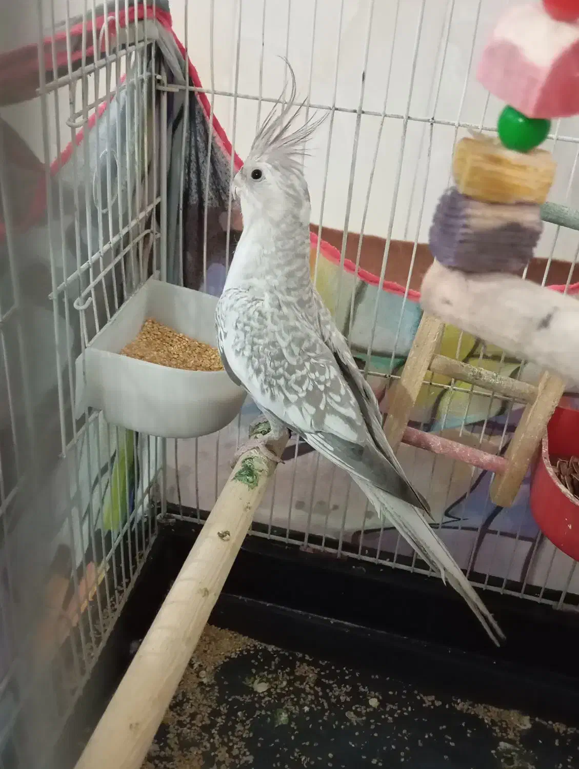 عروس هلندی|پرنده|تاکستان, |دیوار