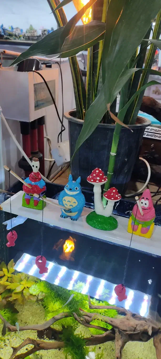 انواع عروسک و ماهی فایلر موجود می‌باشد|ماهی|بندر ماهشهر, |دیوار