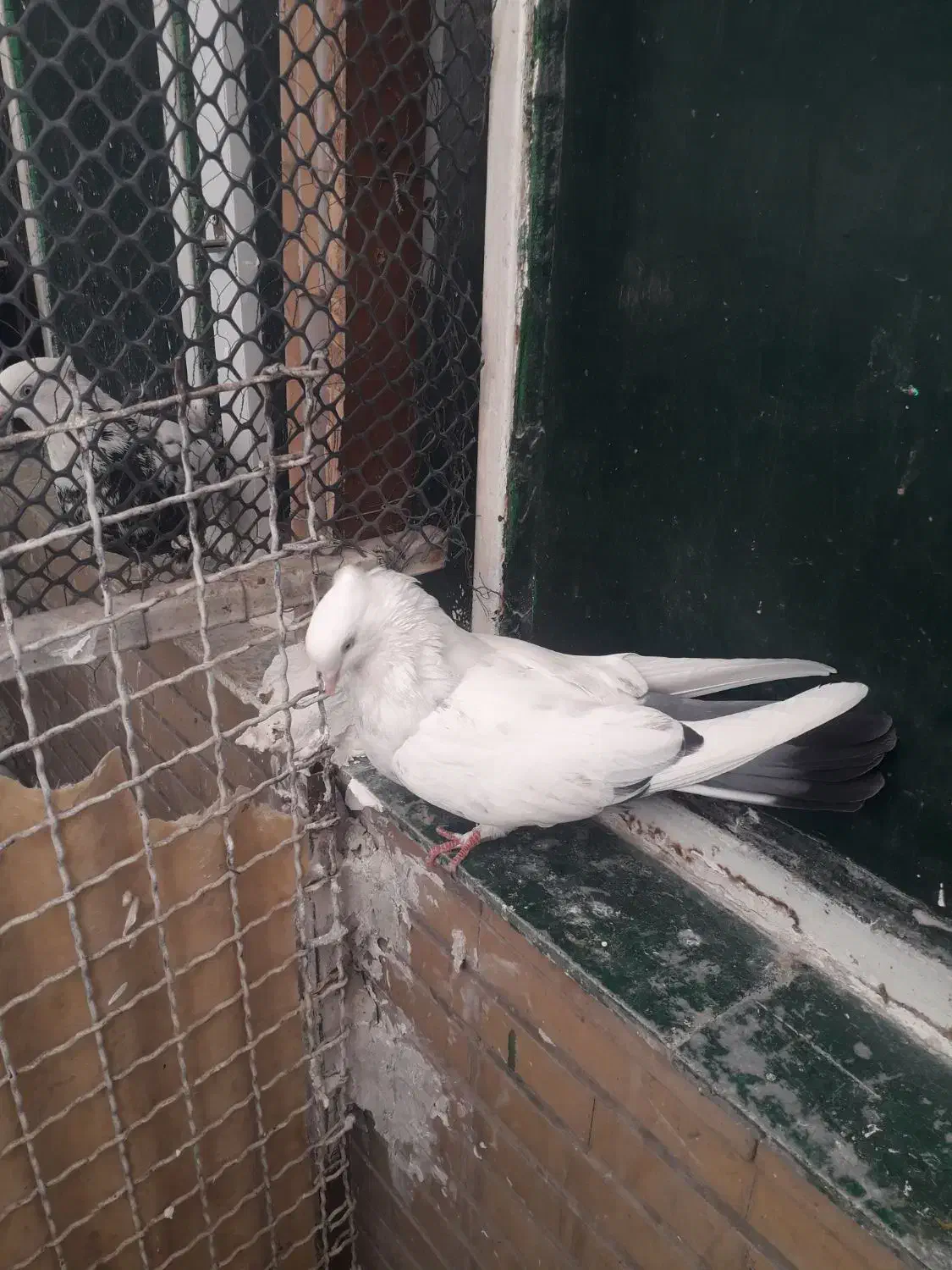 دم سیاه|پرنده|اهواز, پردیس|دیوار