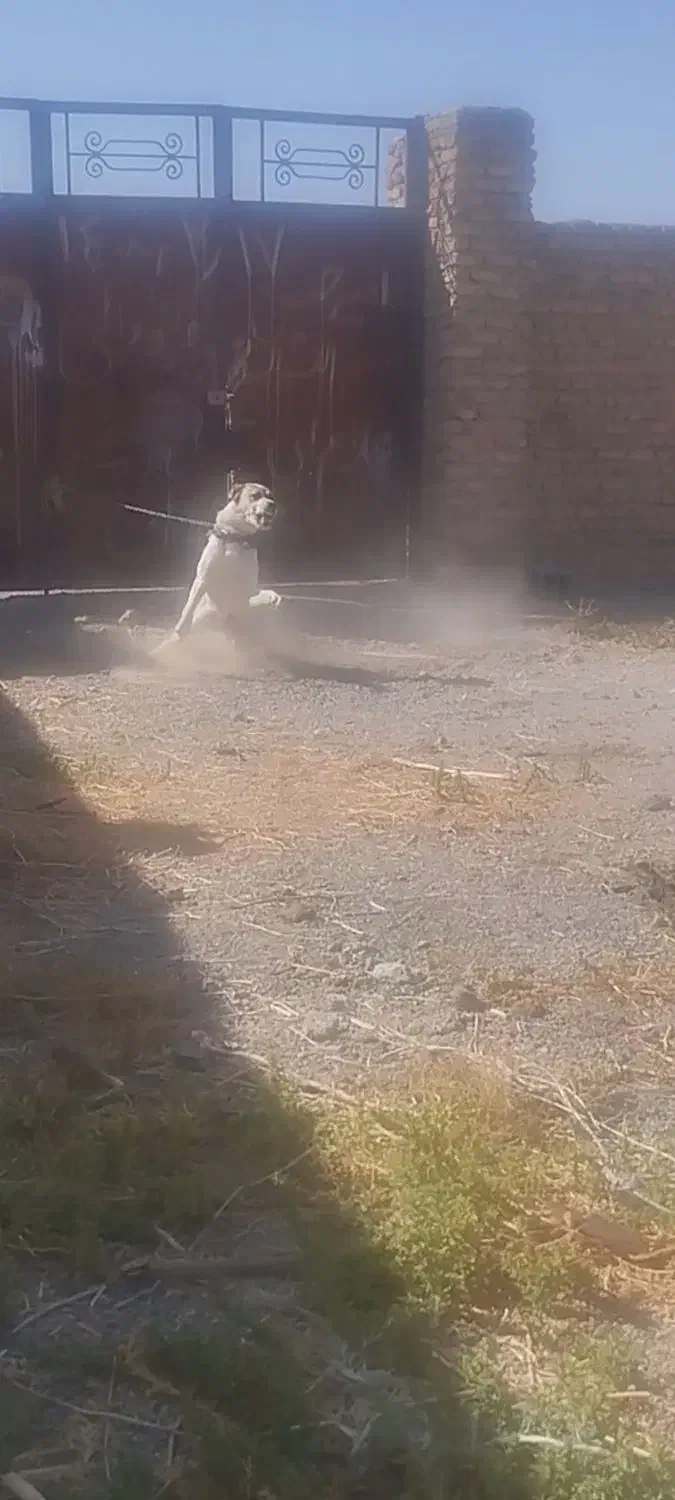 واگذاری سگ گله و نگهبان|سگ|مشهد, شهرک صنعتی توس|دیوار