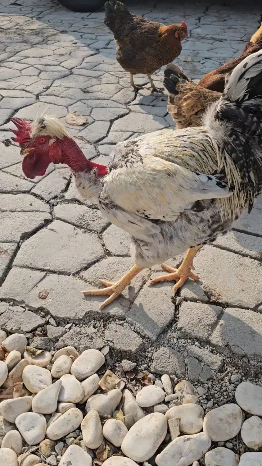 ۴ عدد مرغ تخم گزار ۲ ساله و ۲ عدد خروس|حیوانات مزرعه|فردوسیه, |دیوار