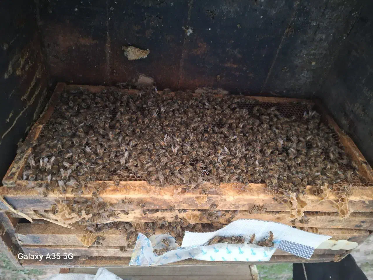 فروش زنبور خرید موم و کلوخ وتعویض با زنبور|حیوانات مزرعه|ساری, |دیوار