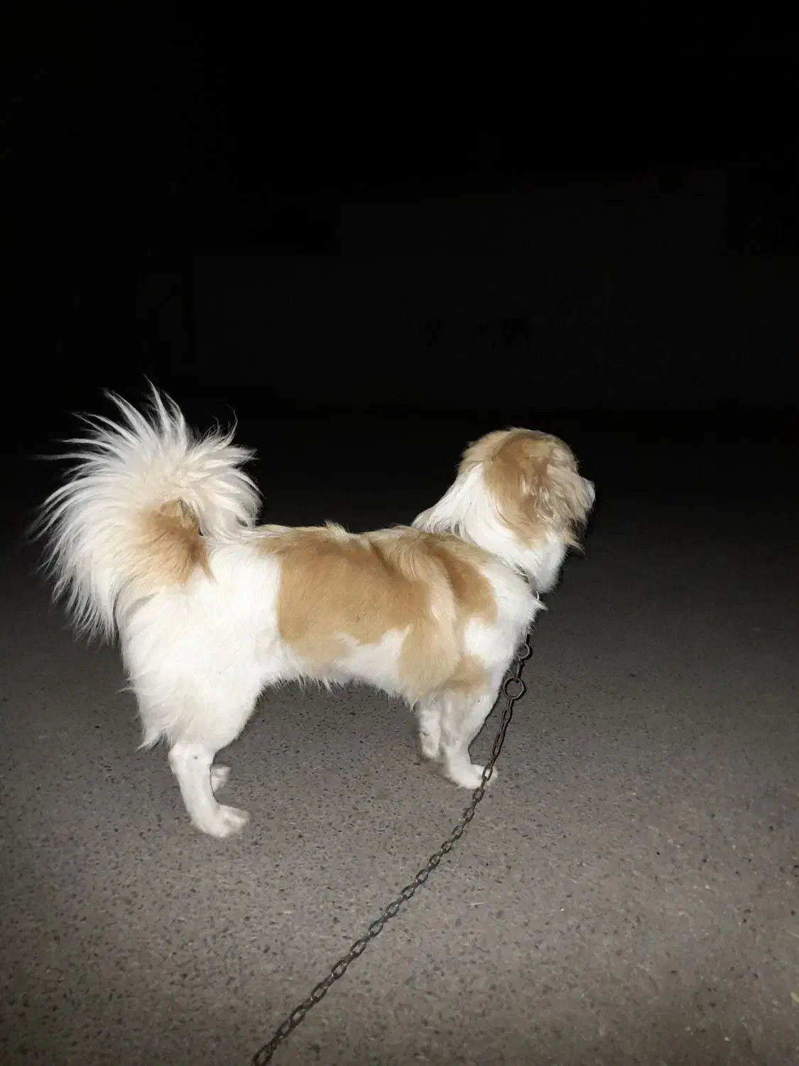 پاکوتاه شیتزو|سگ|لیسار, |دیوار