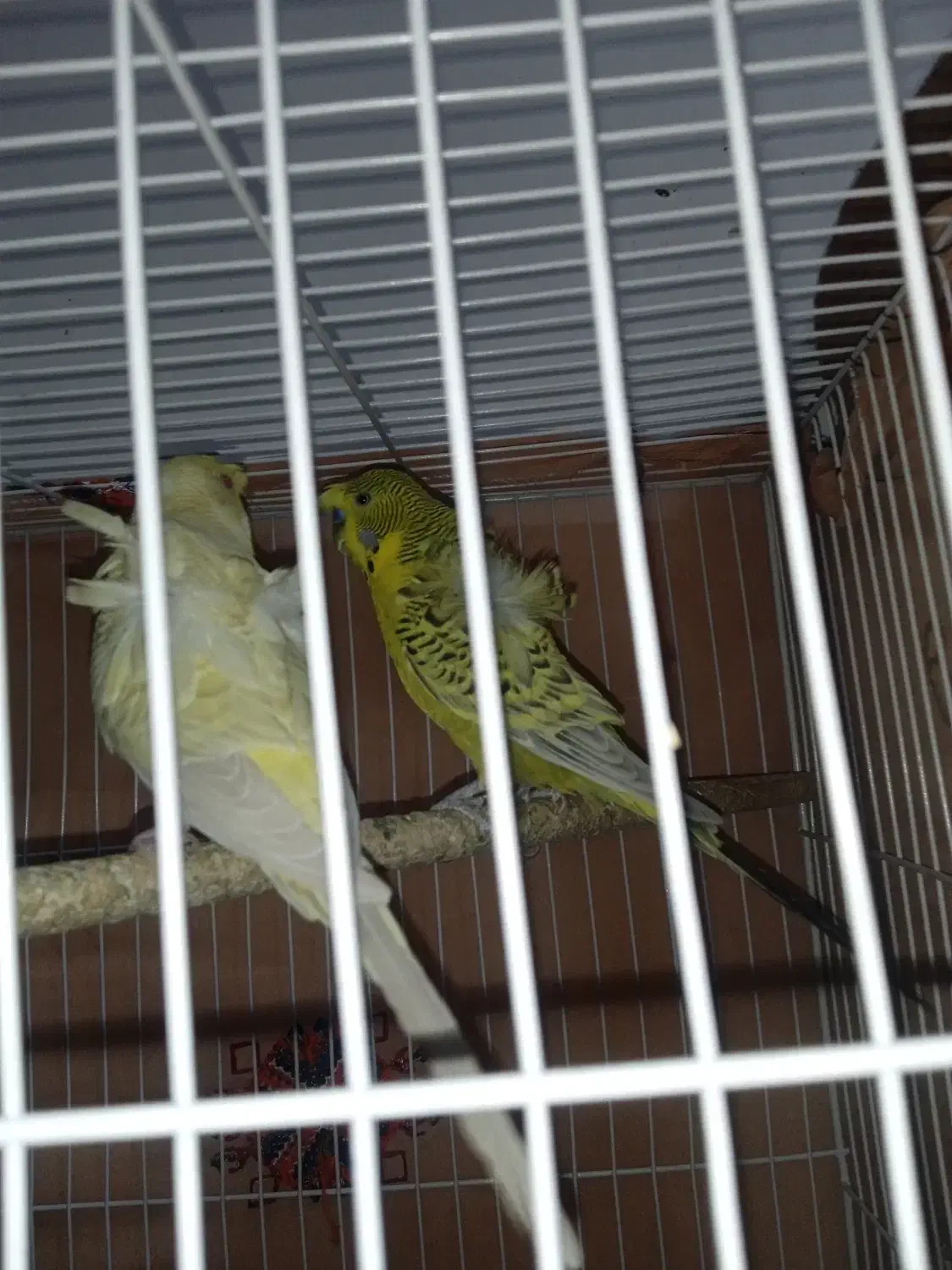 مرغ عشق پروانه ای|پرنده|سراوان, |دیوار