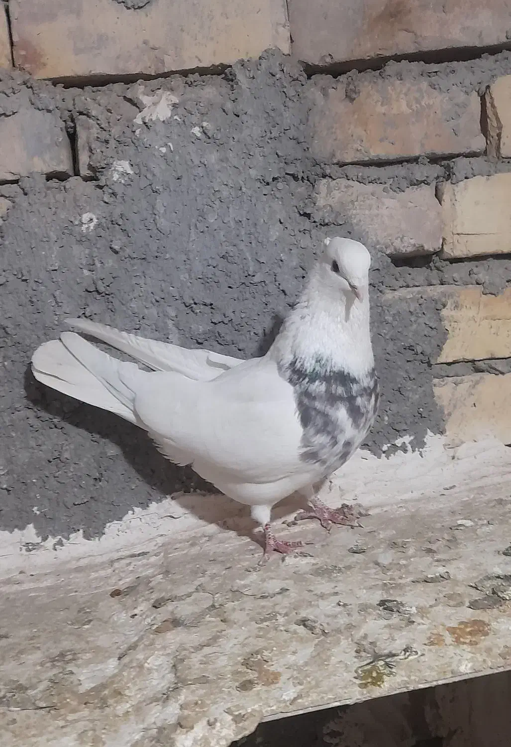 کبوتر طوقی نر|پرنده|بیجار, |دیوار