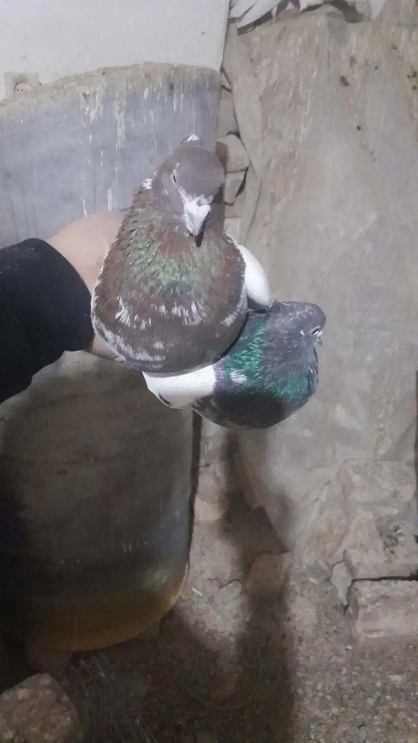 کبوتر کله دار|پرنده|رزن, |دیوار