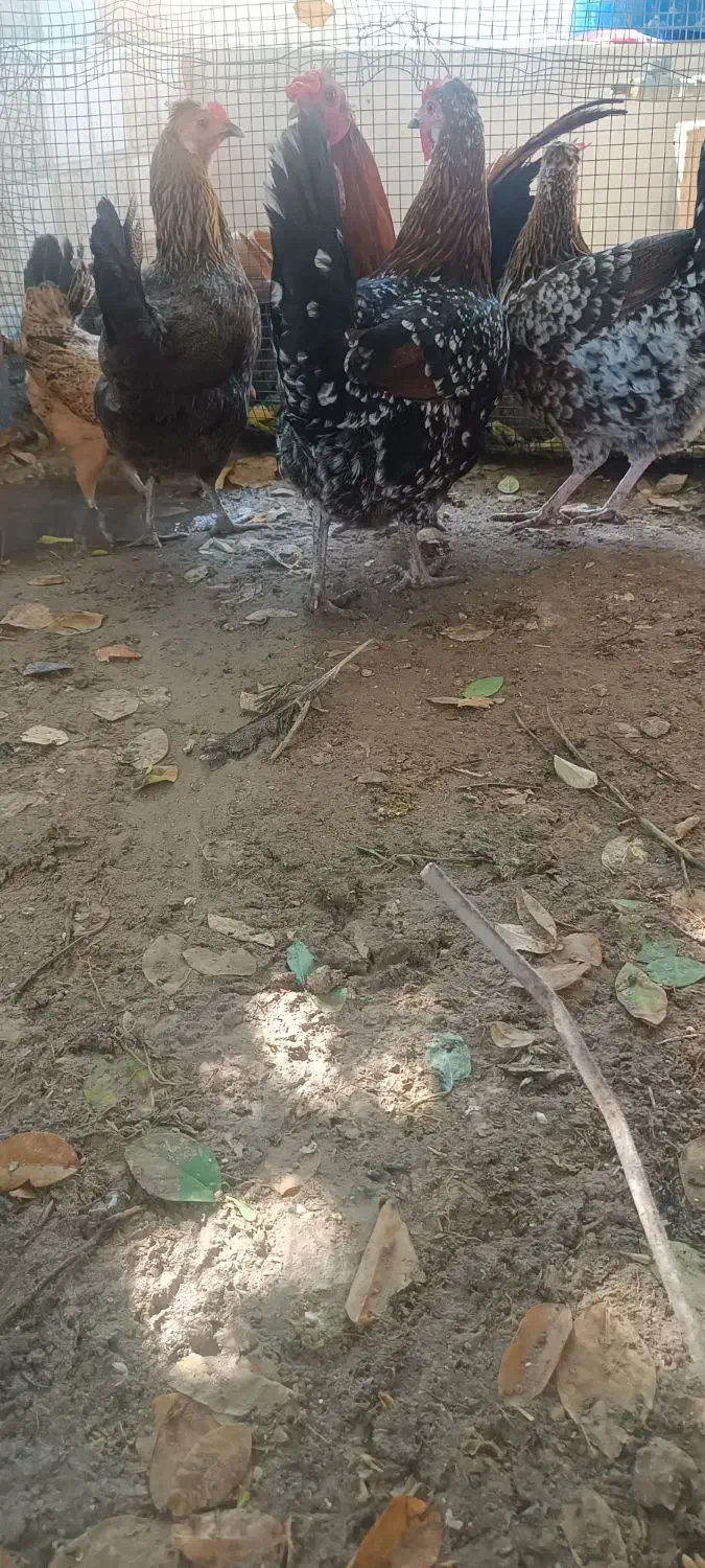 مرغ وخروس شهری|حیوانات مزرعه|قشم, |دیوار