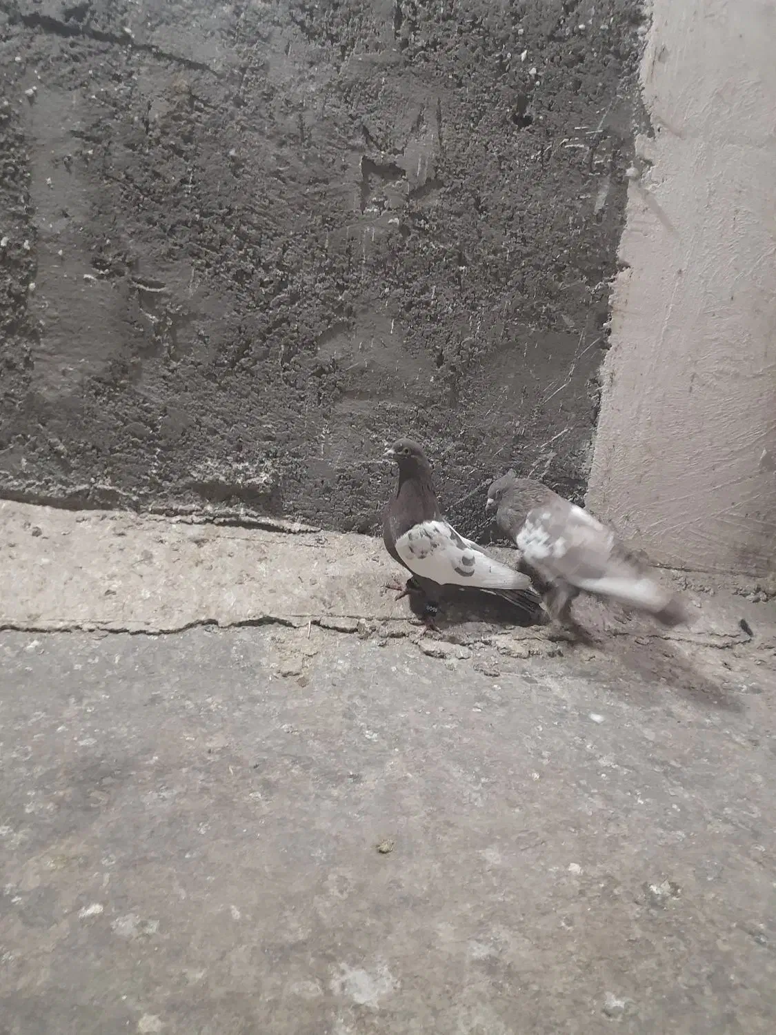 کفتر|پرنده|رفسنجان, |دیوار