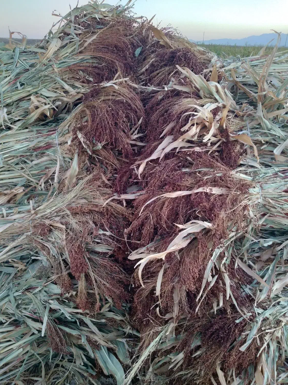 جارو|لوازم نظافت|زنجان, |دیوار