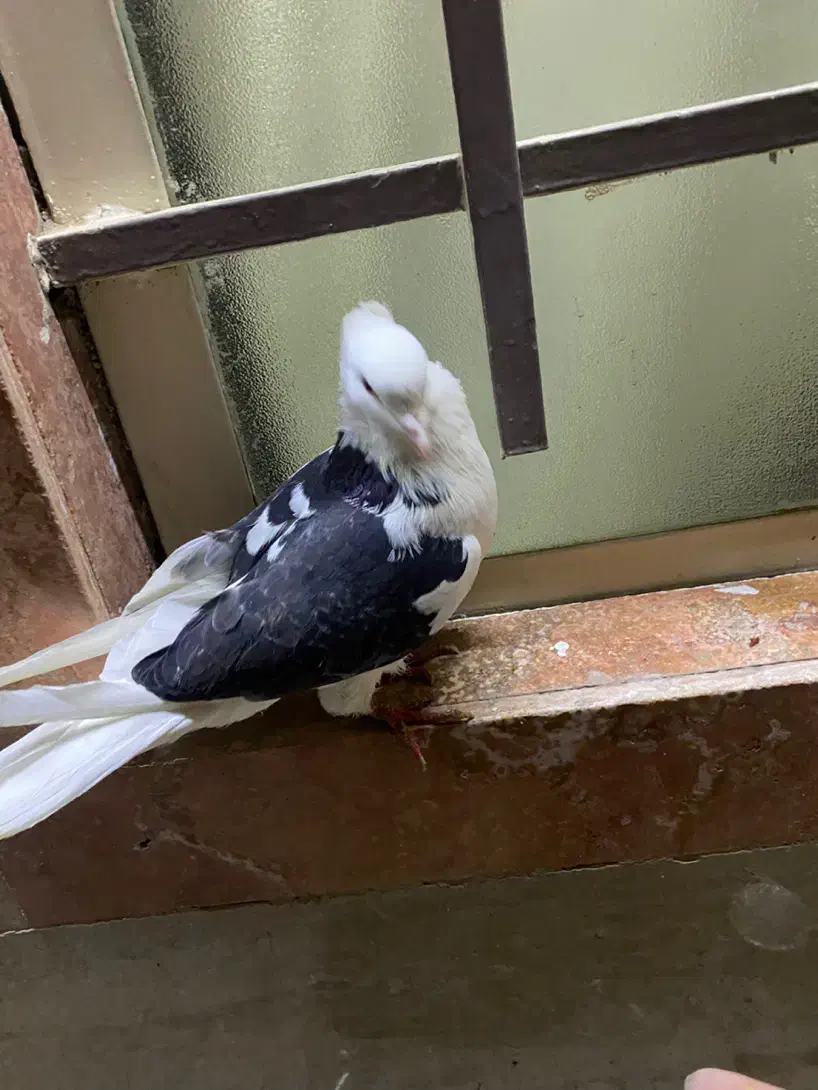 کفتر|پرنده|قم, امامزاده ابراهیم|دیوار