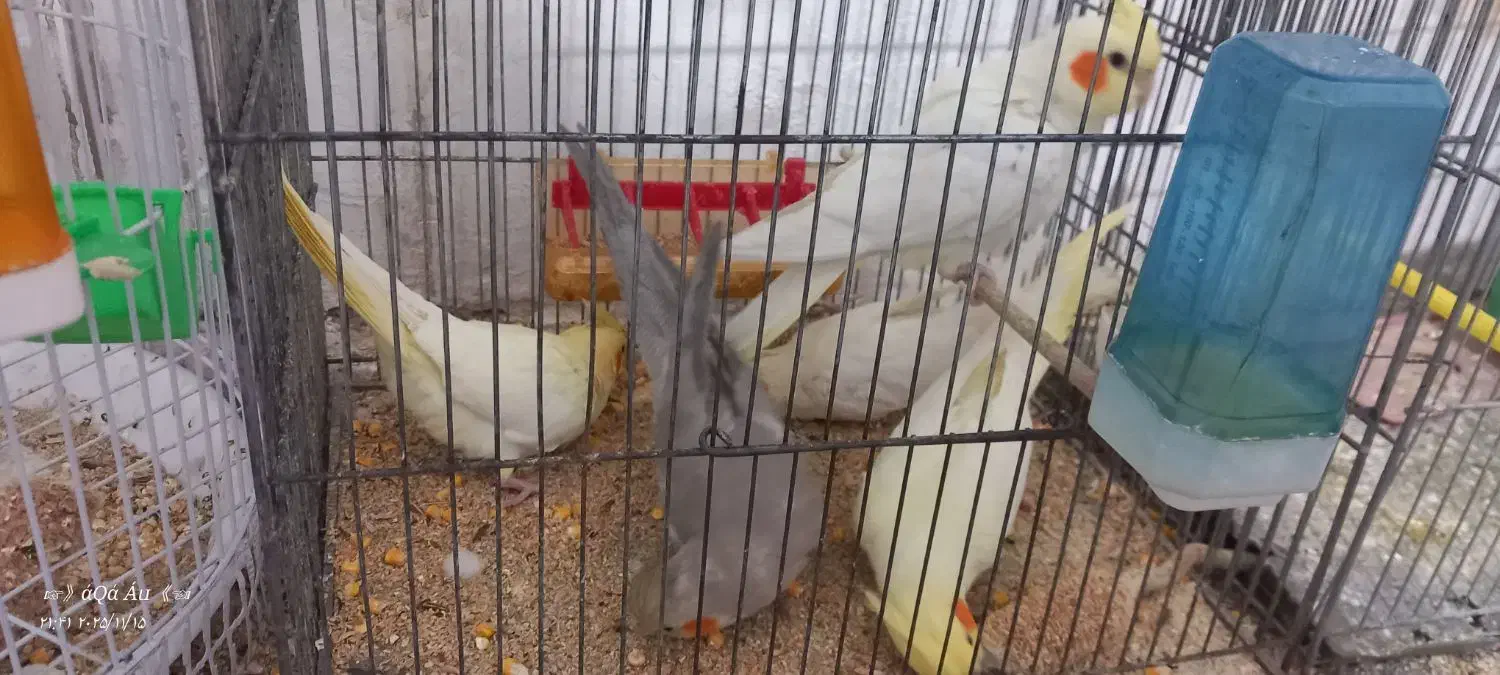 جوجه عروس+کتوله|پرنده|نیمبلوک, |دیوار