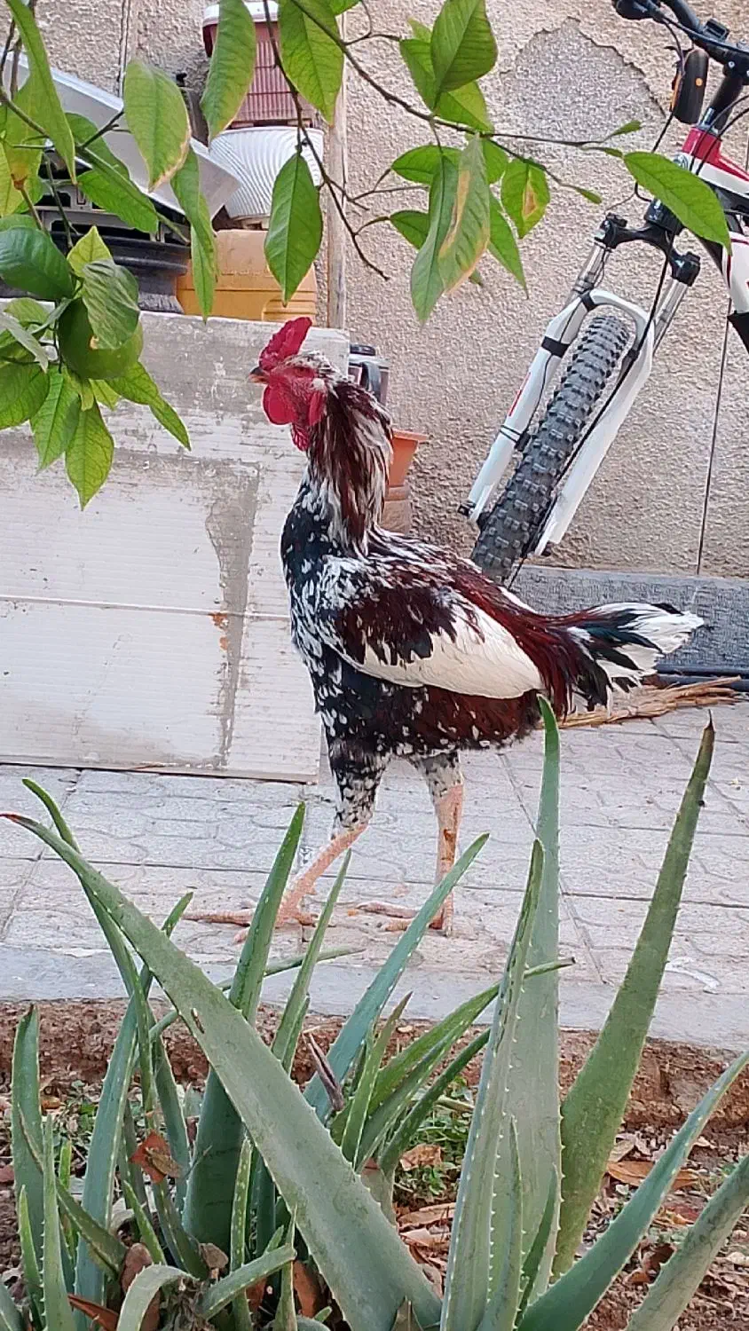 خروس لاری اصل|حیوانات مزرعه|شیراز, فضلآباد|دیوار