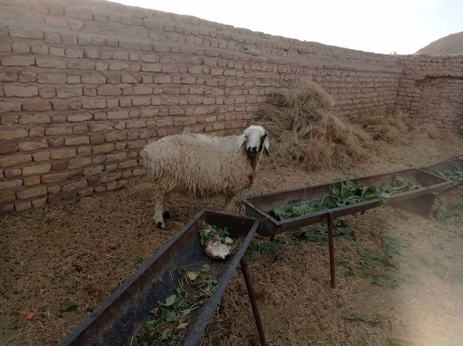 میش دورگ|حیوانات مزرعه|بردسیر, |دیوار