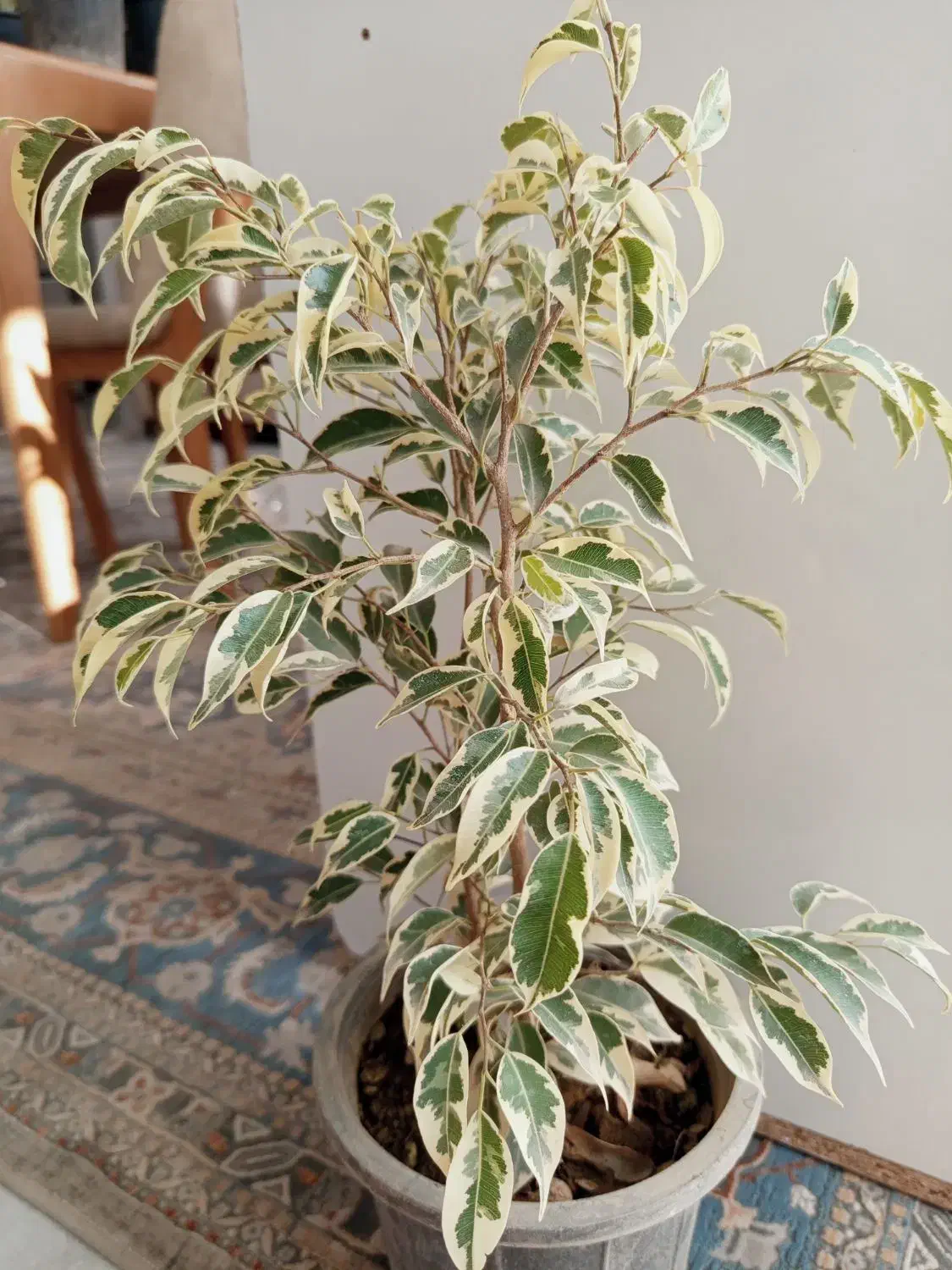 گل اپارتمانی بنجامین ابلق|گل و گیاه طبیعی|شاهینشهر, شهرک هشت بهشت|دیوار