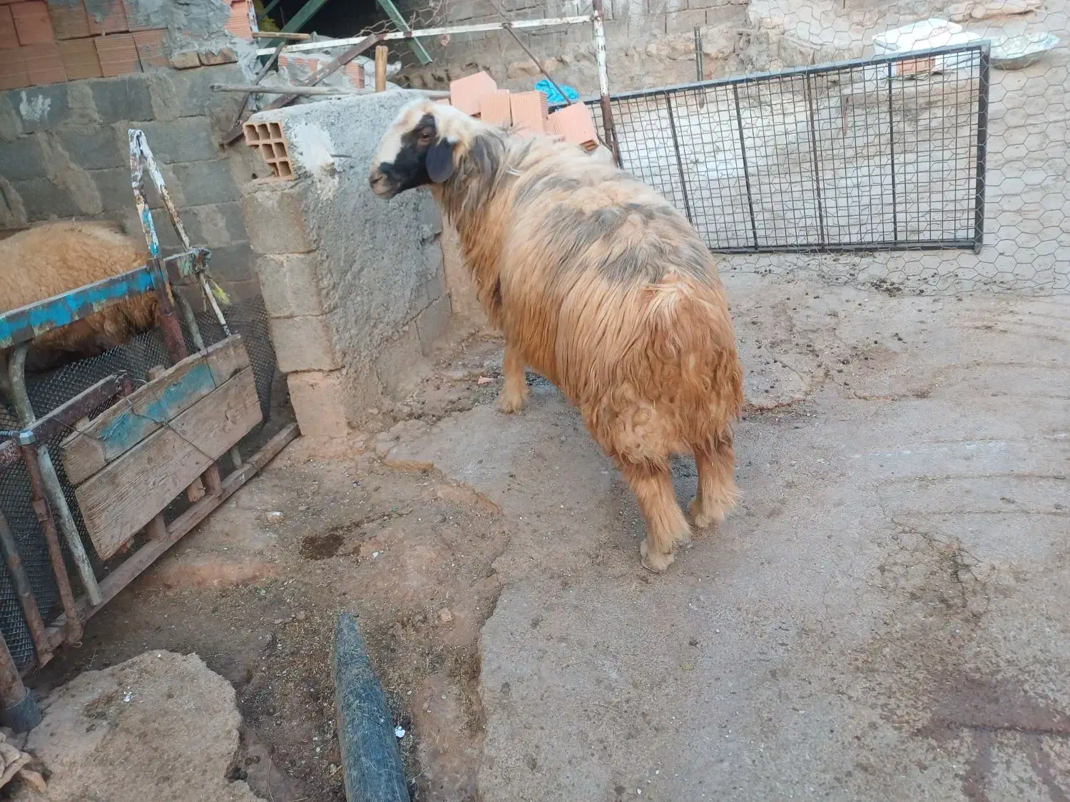 قوچ ورن|حیوانات مزرعه|شباب, |دیوار