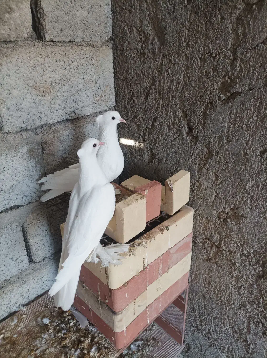 کفتر|پرنده|خمیر, |دیوار